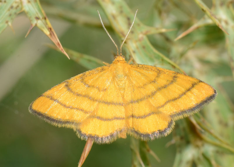 Idaea aureolaria